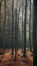 Wooded landscape with tall trees in autumn, steeped in shady light that creates a mysterious and