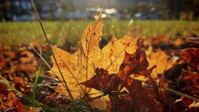 Golden autumn leaf lying in the sun in a meadow, Frankenwald nature park Park