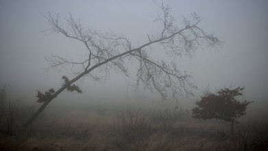 A bare tree standing alone in a foggy, grass-covered landscape, Rennsteig, Thuringian Forest