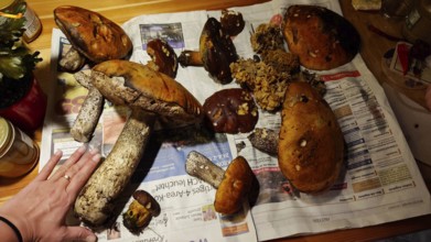 Different mushrooms lying on newspaper with one hand as a size comparison, Upper Franconia
