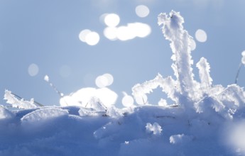 Detailed view of blades of grass covered with ice and snow against a soft, blurred background with