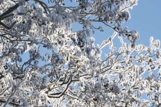 Black alder (Alnus glutinosa) branches covered in ice crystals, hoar frost, rime and snow, also