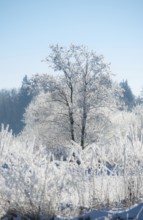 An icy tree, black alder (Alnus glutinosa), also known as black alder or red alder, in a wide snowy