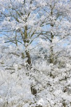 A tree covered with ice crystals and snow in front of a clear blue sky, black alder (Alnus