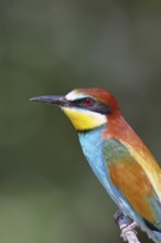 European bee-eater (Merops apiaster) sitting on a branch, animal portrait, Lake Neusiedl,