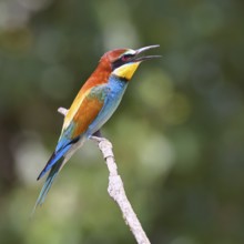 European bee-eater (Merops apiaster) sitting on a branch, Lake Neusiedl, Burgenland, Austria