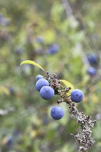 Blackthorn (Prunus spinosa), branch with ripe fruit, autumn, Wilnsdorf, North Rhine-Westphalia,