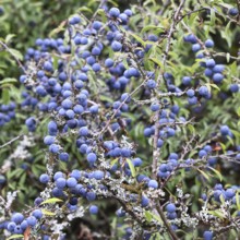 Blackthorn (Prunus spinosa), shrub with ripe fruit, autumn, Wilnsdorf, North Rhine-Westphalia,