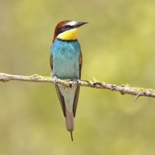 European bee-eater (Merops apiaster) sitting on a branch covered with green lichen, Lake Neusiedl,