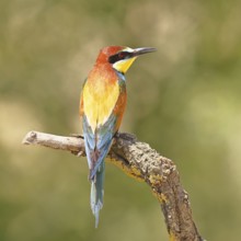 European bee-eater (Merops apiaster) sitting on a branch covered with green lichen, dorsal view,