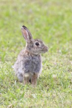 Wild rabbit (Oryctolagus cuniculus), sitting in a meadow, adult, alert, wildlife, animals, rodent,