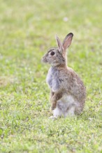 Wild rabbit (Oryctolagus cuniculus), sitting in a meadow, making mate, erect, fully grown, alert,