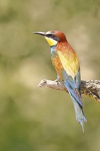 European bee-eater (Merops apiaster) sitting on a branch covered with green lichen, dorsal view,