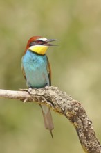 European bee-eater (Merops apiaster) sitting on a branch covered with green lichen, Lake Neusiedl,