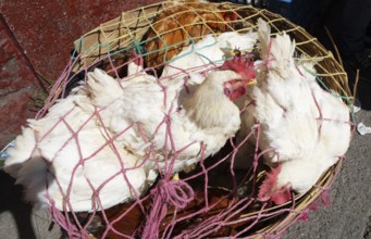 Chickens on the net for sale at the market in Sololá, Highlands, Sololá Department, Guatemala