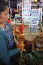 Mayan woman wearing traditional clothes with a chicken at the market in Sololá, Highlands, Sololá