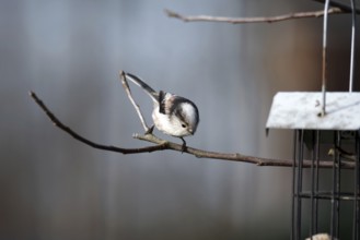 Long-tailed Tit (Aegithalos caudatus), twig, cute, Germany