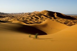 Sand dunes, sunset, near Merzouga, Meknès-Tafilalet region, Erg Chebbi, northern Sahara, Morocco