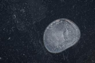 Air bubble in the ice of a frozen lake in winter, Finland