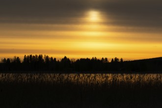 A calm lake at sunset with a yellowish cloudy sky and silhouettes of trees and reeds, Finland