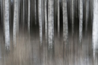 Tight standing, white-black trunks, birch forest in winter, forest, wiping, Finland