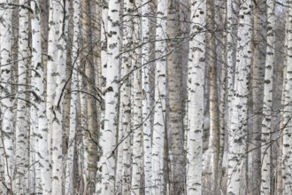 Tight standing, white-black trunks, birch forest in winter, Finland