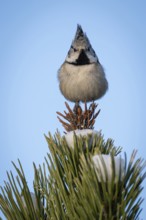 Crested Tit (Parus Scalloped ribbonfish) sitting on branch in pine tree (Pinus) in winter, Korpo or