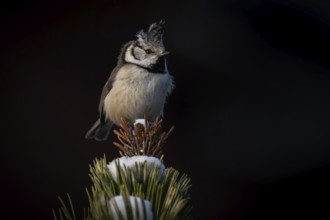 Crested Tit (Parus Scalloped ribbonfish) sitting on branch in pine tree (Pinus) in winter, Korpo or