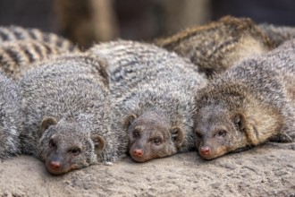 Zebra mongooses doze at lunchtime, live in associations of several dozen animals, live in Central