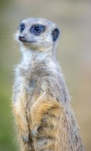 Meerkat, Suricata suricatta, in guard position, guard pose, observes the area surrounding the