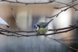 Blue tit (Cyanistes caeruleus), twig, snow, cute, Because of the cold the tit has fluffed up itself