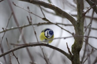 Blue tit (Cyanistes caeruleus), winter, snow, twig, cute, The bird has snowflakes on its plumage.