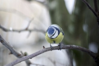 Blue tit (Cyanistes caeruleus), portrait, cute, colourful, winter, The tit looks down searching