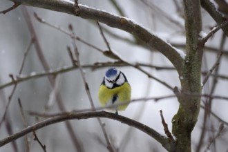 Blue tit (Cyanistes caeruleus), snow, winter, twig, cute, At low temperatures the birds pull one