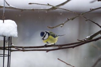 Blue tit (Cyanistes caeruleus), snow, branch, winter, cold, The snowflakes fall on the colourful