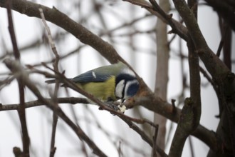 Blue tit (Cyanistes caeruleus), peanut, twig, winter, The tit fixes the food with its foot