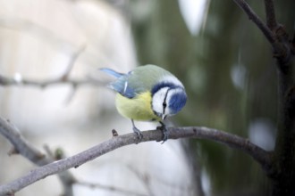 Blue tit (Cyanistes caeruleus), portrait, cute, colourful, winter, The tit sits on a branch and