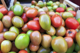 Roma tomatoes in various degrees of ripeness, egg tomatoes or plum tomatoes, bottled tomatoes, red,