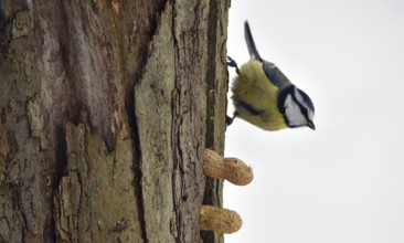 Blue tit, (Cyanistes caeruleus) picks up a whole peanut in winter, Schleswig-Holstein, Germany