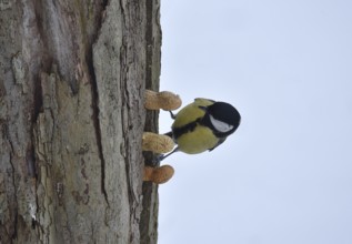 Great tit, (Parus major) picks up a peanut in winter, Schleswig-Holstein, Germany