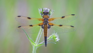 Four-spotted damselfly (Libellula quadrimaculata), Four-spotted chaser, Summer, Sailing dragonfly,