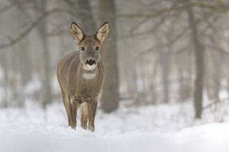 Roe deer (Capreolus capreolus) winter coat, foraging, portrait, snow and frost, leap, narrow deer,