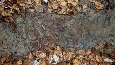 Frozen leaves and ice form a layer-like pattern, Frankenwald