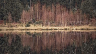 Reflection of trees in a quiet lake in autumn, Franconian Forest