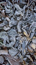 Cold frost covers deciduous leaves in late autumn, Frankenwald nature park Park