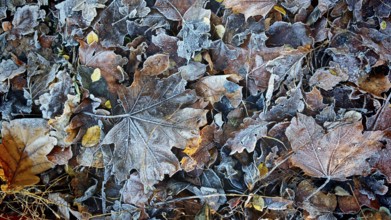 Close-up of frost-covered, colorful autumn leaves, beautiful winter pattern, Frankenwald nature