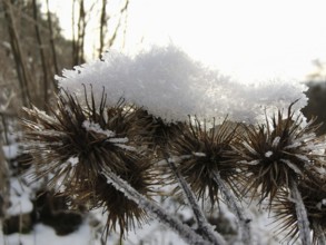 Frozen plants are covered by a layer of snow, thistles (tribuli), Franconian Forest