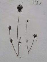 Dried plant stems stick out solitary from snow-covered soil, Frankenwald