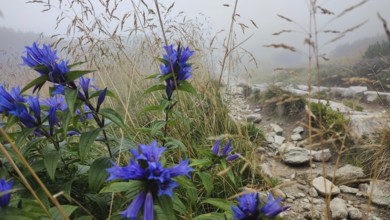 Blue flowers stand out in a misty mountain landscape, Gentiana asclepiadea, High Tatras, poland