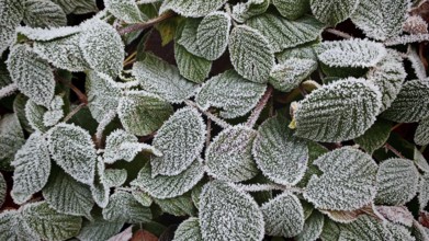 Green leaves with a thick layer of frost form a textured pattern, Upper Franconia